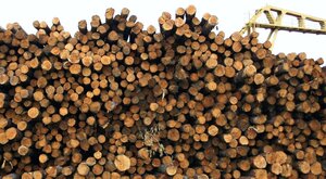Miniatura: Zmiany w eksporcie polskiego drewna do...