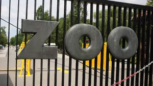 Miniatura: "Siano od Niemca w warszawskim zoo"....