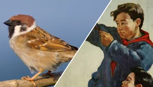 Miniatura: "Wielki skok" - zbiorowy obłęd. Jak Chiny...