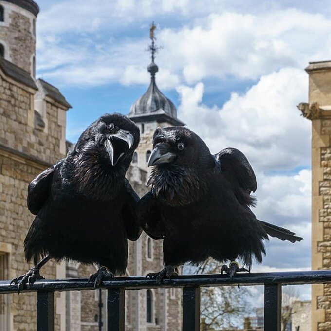 Kruki z Tower of London