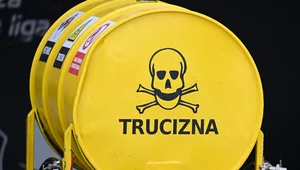 Miniatura: Trutka na szczury w słoiczkach HiPP. Nowe...