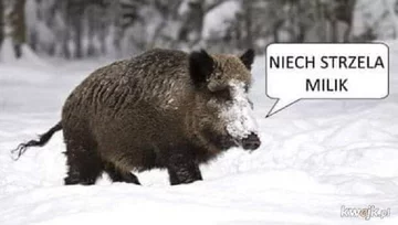 Internet oszalał na punkcie dzików 