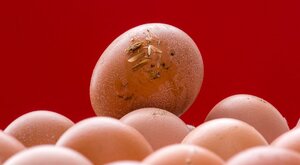 Miniatura: Rekordowa epidemia w Belgii. Ponad 300...