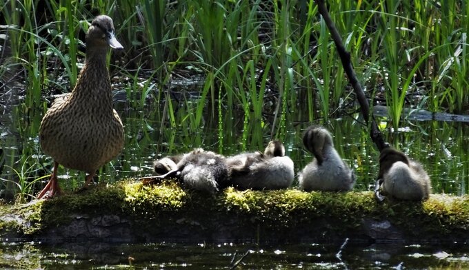 Kaczka krzyż&oacute;wka