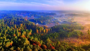 Miniatura: Skąd się bierze drewno?