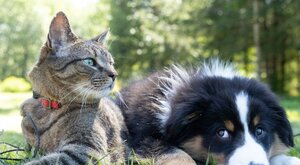 Miniatura: Zwierzęta zamiast dzieci. Nowy raport...