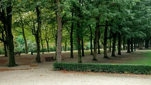 Miniatura: Pakistańczyk aresztowany w europejskiej...