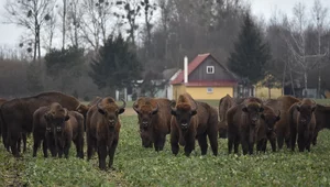 Miniatura: Granica z Białorusią im niestraszna....