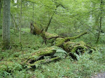 Puszcza Białowieska