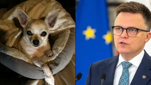 Miniatura: Słodziak