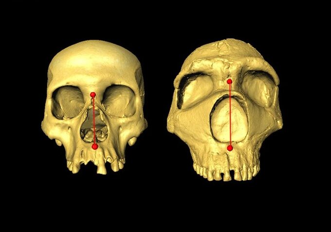 Czaszka homo sapiens i neandertalczyka - porównanie wielkości nosów
