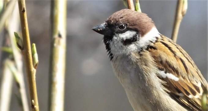 Pan i&nbsp;pani mazurek