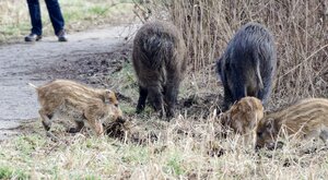 Miniatura: Kiedy wyrzucimy dziki z naszych miast? Czy...