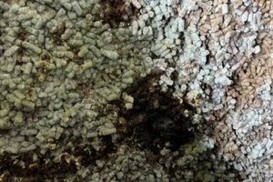 Miniatura: Spleśniała śruta z Ukrainy. Ponad 280 ton...