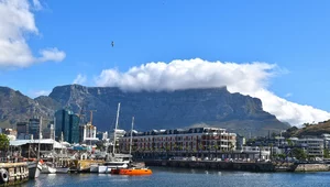 Miniatura: Biali w RPA. Gatunek zagrożony