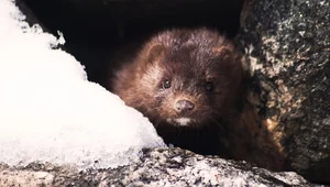 Miniatura: Drugie ognisko koronawirusa u norek....