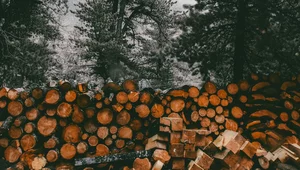 Miniatura: Resort obiecywał, że zablokuje wycinkę...