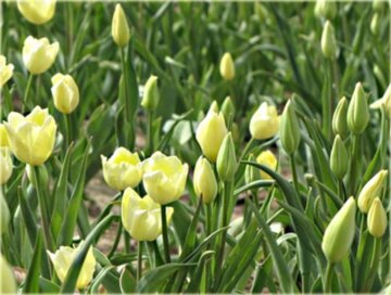 Tulipany "Maria Kaczyńska"
