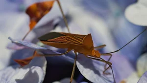 Miniatura: Pluskwy