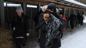 Miniatura: Schronisko "Happy Dog" w Sobolewie zostało...