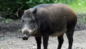 Miniatura: Dzicy goście