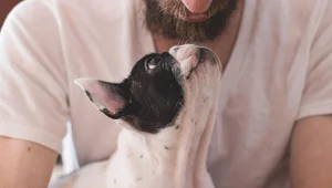 Miniatura: Rozmowy ze zdechłym "psieckiem"