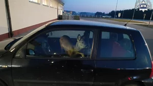 Miniatura: Zaskakująca sytuacja. Sarna na fotelu...