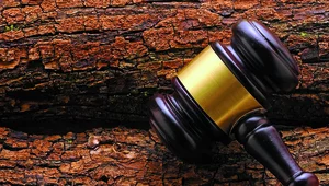 Miniatura: TSUE orzekł w sprawie polskich lasów