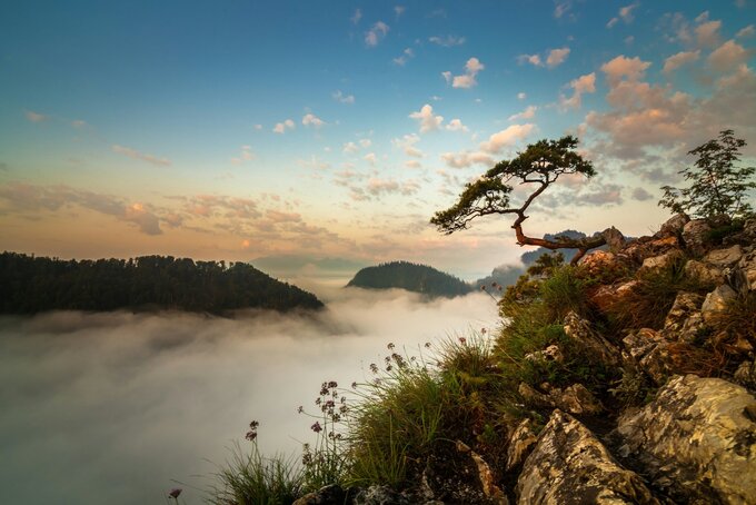 Sokolica, Pieniny