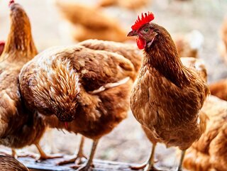 Kury, zdjęcie ilustracyjne