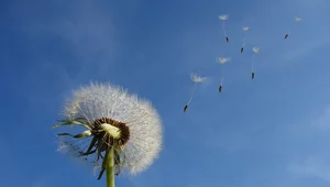 Miniatura: Naukowcy: Okres pylenia roślin sprzyja...