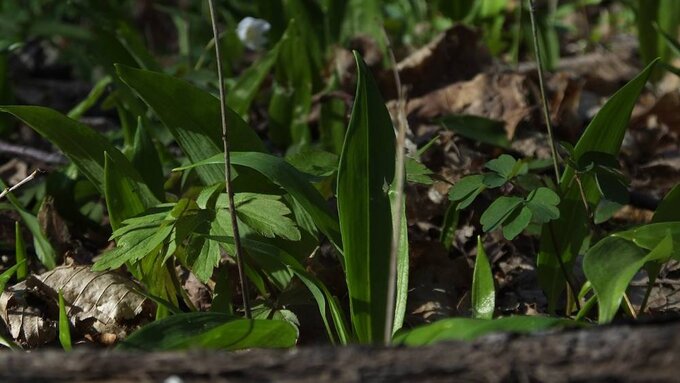 Lek na&nbsp;wszystko