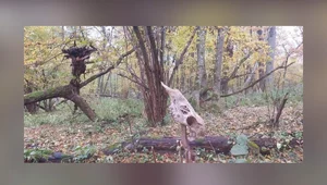 Miniatura: Sensacja pod Włodawą. Nieznane nikomu...