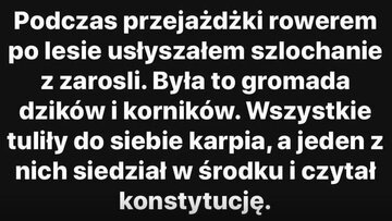 Internet oszalał na punkcie dzików 