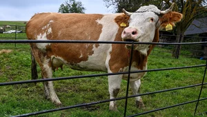 Miniatura: Rynek mleka w zapaści? Branża bije na...