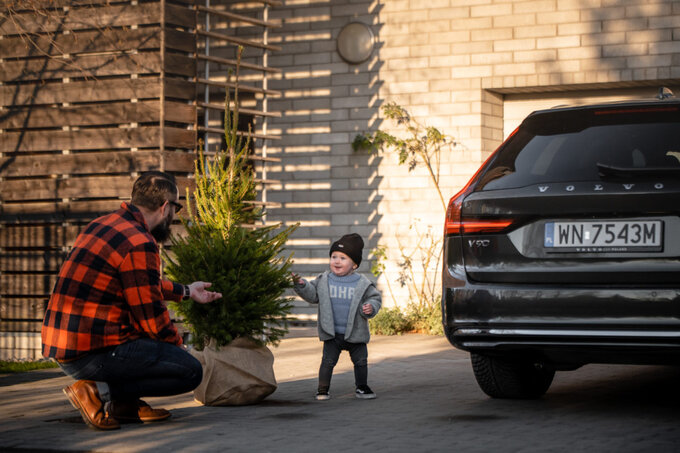Wypożyczalnia Choinek Volvo
