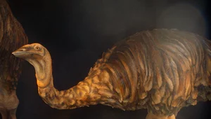 Miniatura: Miał nawet 3 metry. Największy ptak w...