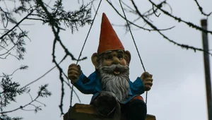 Miniatura: Krasnaloza w natarciu