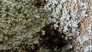 Miniatura: Spleśniała śruta z Ukrainy. Ponad 280 ton...