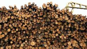 Miniatura: Zmiany w eksporcie polskiego drewna do...