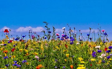 Wiersz "Niebo złote ci otworzę" to utwór: