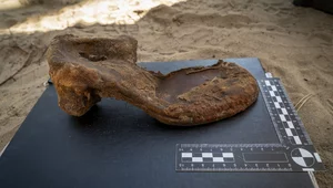 Miniatura: Odkrycie w Palmirach. Znaleziono kolejne...