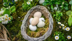 Miniatura: Od jak dawna ludzie jedzą jajka? Dłużej,...