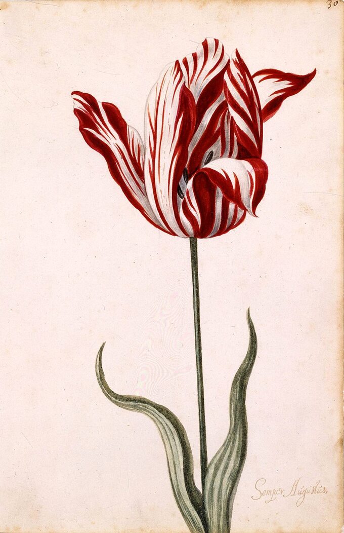 Semper Augustus - najcenniejsza odmiana tulipana w czasie holenderskiej tulipomanii.