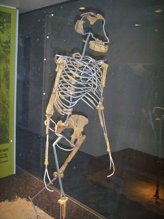 Szkielet "Lucy" - Australopithecus afarensis