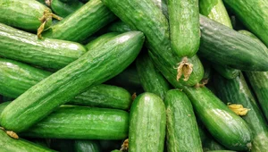 Miniatura: Rosyjskie ogórki na polskim rynku. Handel...