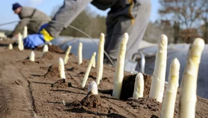 Miniatura: Niemcy i Holendrzy potrzebują Polaków do...