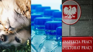 Miniatura: Wielkie golenie Polaków