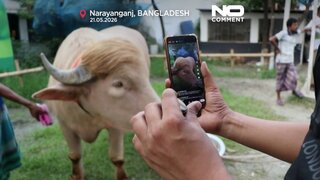Baw&oacute;ł albinos "Donald Trump" w&nbsp;Bangladeszu