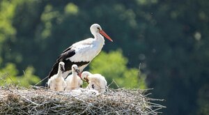 Miniatura: Wiosna, ach to ty